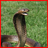 Snake Scare Prank icon