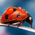 Ladybug Wallpapers