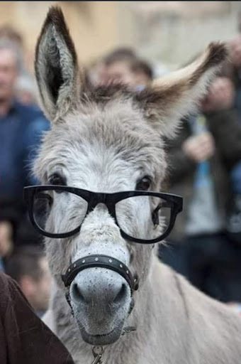 Android application donkey pics screenshort