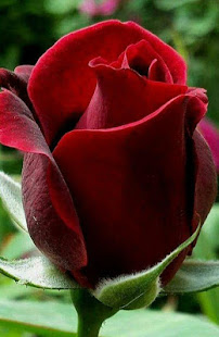 Good morning Flower Wallpapers Colorful Roses 4K(圖7)-速報App
