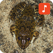 Top 31 Lifestyle Apps Like Chinese edible frog calls - Best Alternatives
