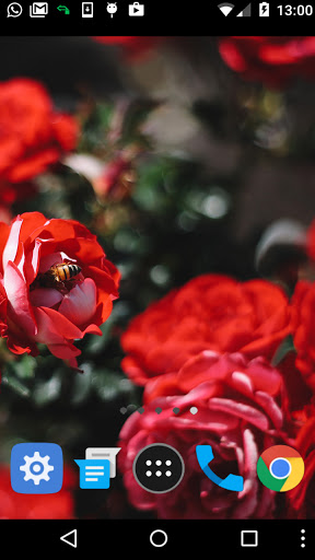 red rose garden wallpaper Screen 2