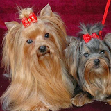 Yorkshire Terrier Images Wal icon