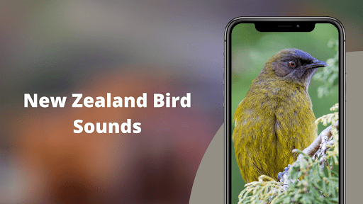 NewZealand Bird Sounds Screenshot 2 - AppWisp.com