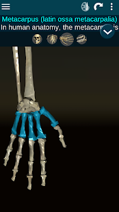 Osseous System in 3D (Anatomy) screenshots 4