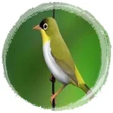 Kicau Burung Pleci Gacor New icon