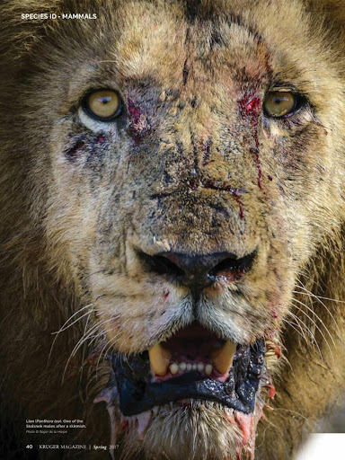 Kruger Magazine Screen 2