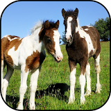 Cute horse wallpapers icon