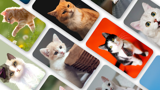 Android application Kitten Wallpaper 2024 screenshort