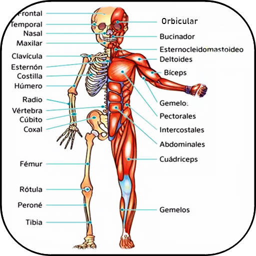 3D Human Anatomy logo