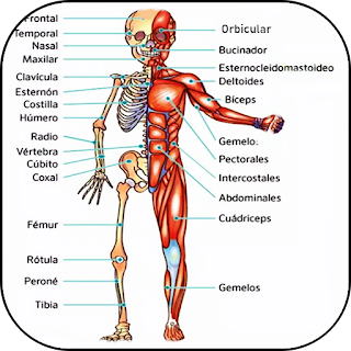 3D Human Anatomy apk