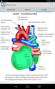 Anatomy Lectures - the heart