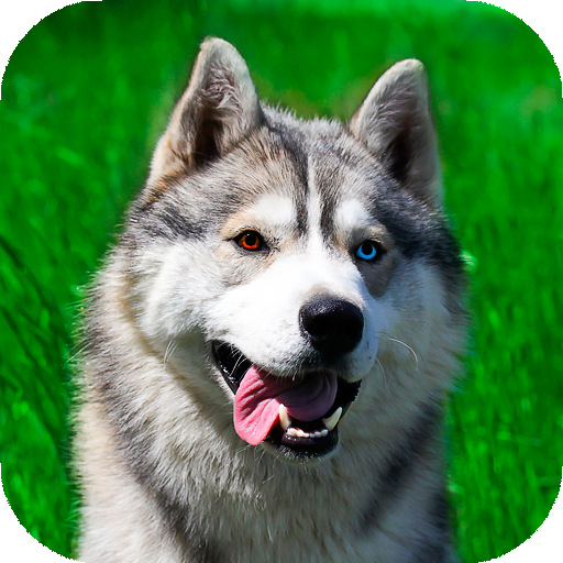 Husky wallpaper logo
