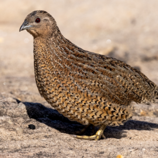 Quail Calling Sounds logo