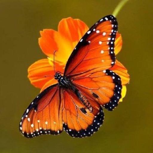 Beautiful Butterflies logo