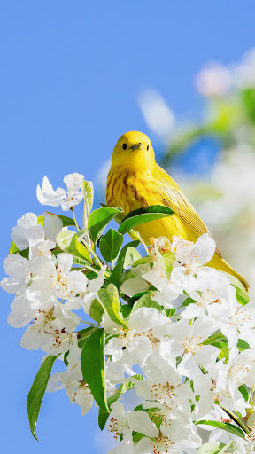 Android application Spring Flowers Wallpapers screenshort