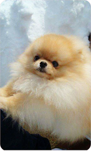 Pomeranian Dog Wallpaper