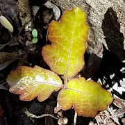 What does Poison Oak look like Training Game