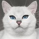 Cat wallpapers 4K  Download on Windows