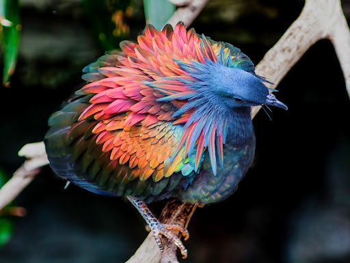 Nicobar Pigeon Wallpaper HD Screen 3