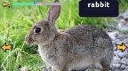 screenshot of Learn Animals English Words