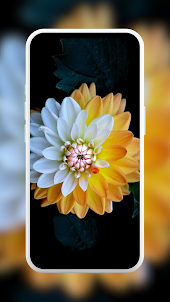 Dahlia Flower Wallpaper HD