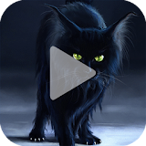 Black Cat Animated Wallpaper icon