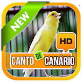 Canto De Canario - Canary Sounds 2017 icon