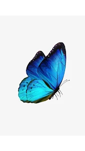 Hình nền bướm HD
