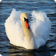 Swan Sounds Ringtones