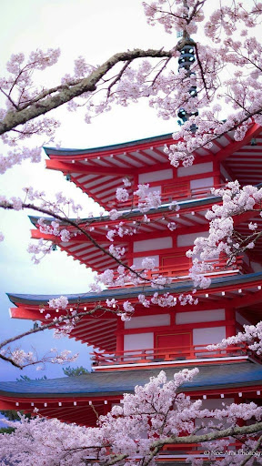 Android application Japanese Sakura Wallpapers screenshort