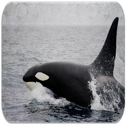 图标图片“虎鲸的声音”