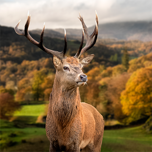 WILDLIFE CAM logo
