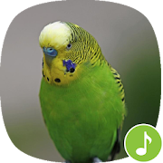 Top 14 Music & Audio Apps Like Appp.io - Parakeet Sounds - Best Alternatives