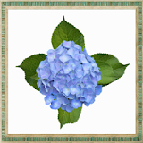 Hydrangea Flowers Onet Game icon