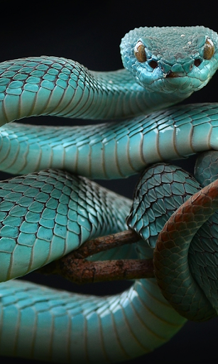 Download Snake Live Wallpaper Free for Android - Snake Live Wallpaper APK  Download 
