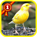 Cover Image of Download Canary Birds 1.1.3 APK