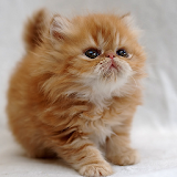 Wallpapers Cute Cats icon