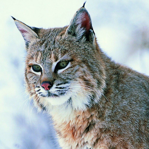 Lynx Wallpapers Download on Windows