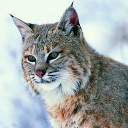 Icon image Lynx Wallpapers