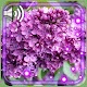 Lilac Flowers Live Wallpaper Laai af op Windows
