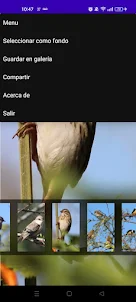 Aves Fondos HD