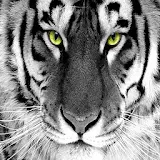 White tiger wallpapers HD icon