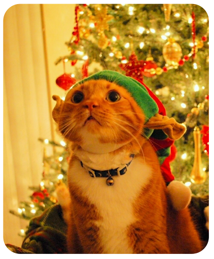 Android application Christmas Wallpaper HD screenshort