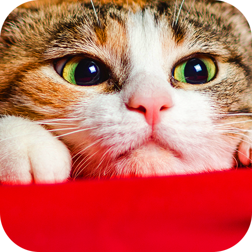 Wallpaper Cat Collection Apps On Google Play