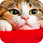 Cover Image of Download Wallpaper Cat Collection  APK