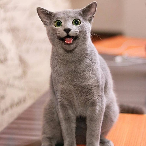 Russian Blue Wallpapers