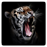 Imagenes de tigres icon