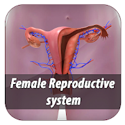female reproductive system 3d models explained