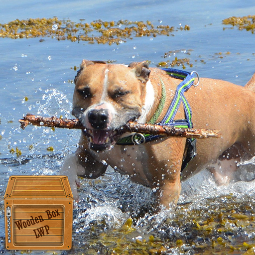 pitbull dog wallpaper logo